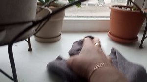 23-04-2026  за окном цветы