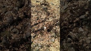 Сафари парк, экскурсия 1.