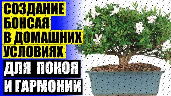 😎 Бонсай москва купить 🤘