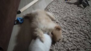 Утомлëный гость.