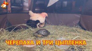 Черепаха в гостях у трех Цыплят