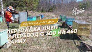 Пересаживаю пчёл в ульи-лежаки и перевожу с 300 на 460 рамки
