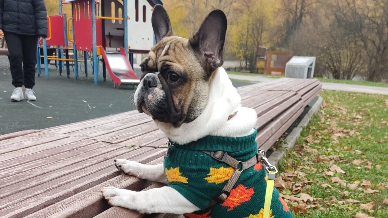 Прогулка с бульдогом. Спасибо что смотрите мой канал EcclesiaRus