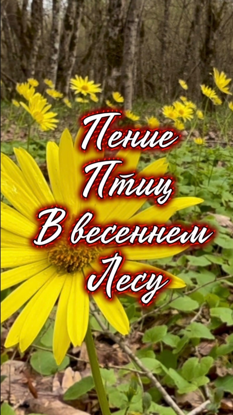 Утренний релакс, пение птиц в весеннем лесу