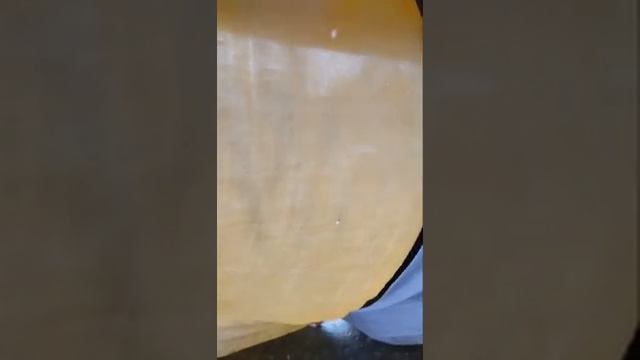 Бродячий люкс блевотины