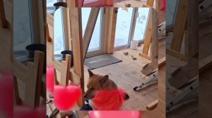 1000056851.mp4 (Собака наблюдает за устройством лестницы на 2-ой этаж в доме А-фрейм)