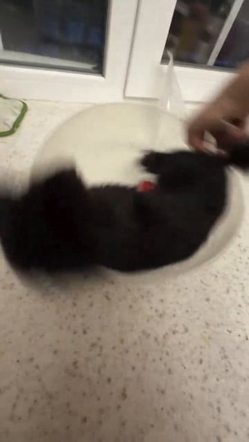 Центрифуга