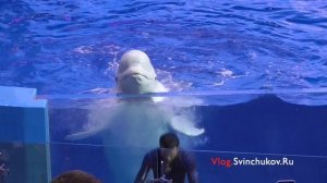 Белухи в Приморском дельфинариуме
