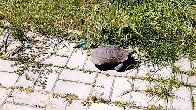 Встреча с черепахой. Турция.