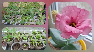 Обзор рассады в городе.