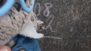 школа басиков 1 сезон 1 серия 🐱