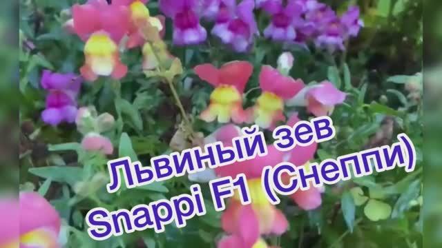 Львиный зев Sneppi F1 (Снеппи)