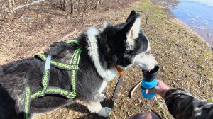 Хаски Дик в Москве после дачи 19.10.2025- 31.01.2026