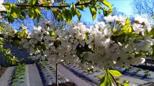 Холодрыга ,заморозки , фитолампа пришла кстати .