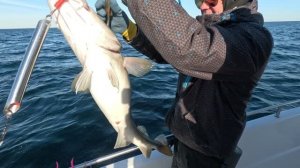 Ловля Трески в Баренцевом море