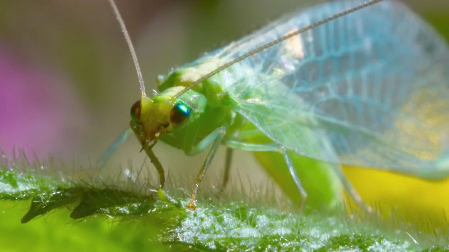  Златоокая фурия: Убийца в саду которому 160 миллионов лет