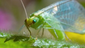 ✨👁️ Златоокая фурия: Убийца в саду, которому 160 миллионов лет💀