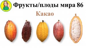 Фрукты – плоды мира 86 – Какао Сыроедение Фрукторианство