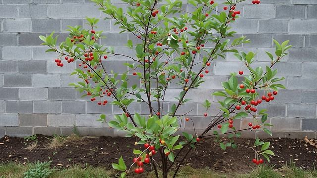 Карликовая Вишня Малютка морозостойкая Ростов-на-Дону | Маленькие Сады