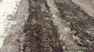 Посеяла морковь.