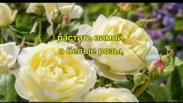 Белые розы караоке