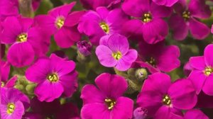 Многолетники для дачи: стоят недорого, неприхотливые, цветут эффектно