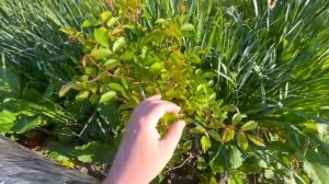 Жизнь вне орхидей - ПСИХАНУЛ вчера и не стал растягивать это на неделю- ЧТО с цветами и РОЗОЙ