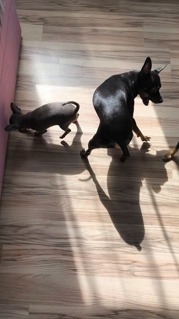 Наши тойчики и маленькая пуговка