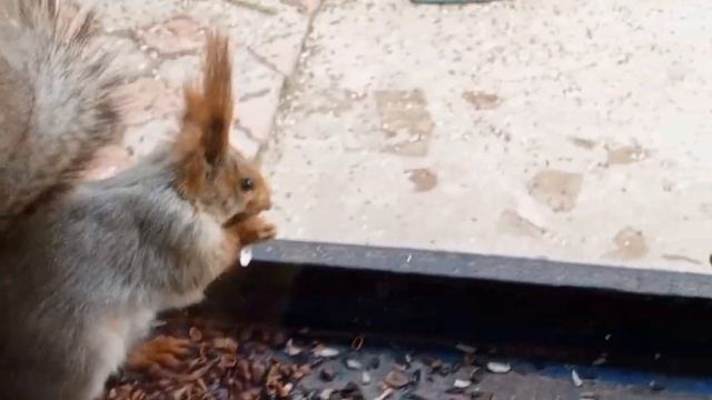 замечательные вольные белки