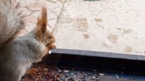 замечательные вольные белки