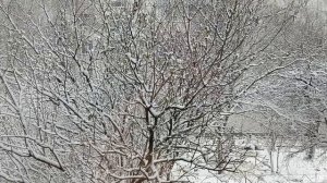 Куриные кацапки/снежное утро/апрель в снегу