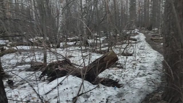 Весенний лес: происходит разлом послевоенной системы международной безопасности объясняю почему 