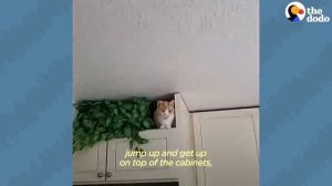 Food-Obsessed Cat Has Taught Himself To Open Containers With His Teeth ｜ The Dodo Cat Crazy