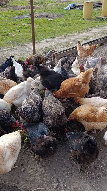 Куда лучше всего кидать сорняки с грядок? 🤔 Если конечно у вас есть курочки 🐔🐓