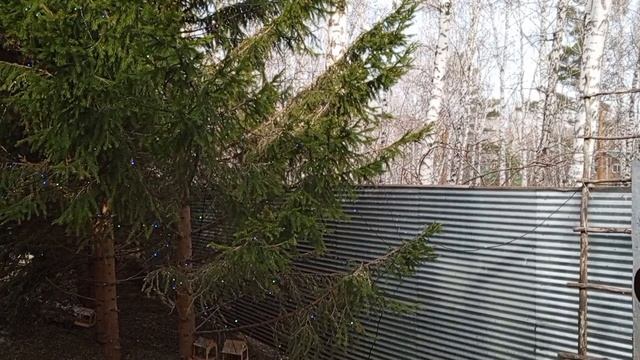 прибежали  голодные белки