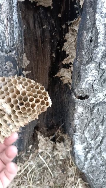 Находка в лесу.