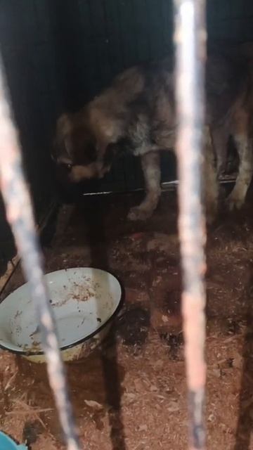 Совсем маленькие и беззащитные дети,попади в отлов.Они не могут о себе заботится.Что это значит?