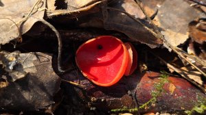 Грибы в Подмосковье. Раменский район. Саркосцифа