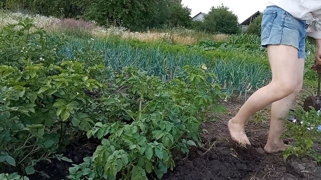 Ручной окучник для картофеля в работе.