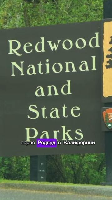 Дерево выше статуи Свободы.