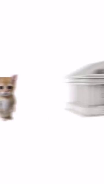 котята пояснят)