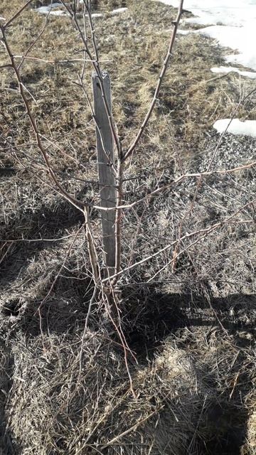 Весна 2026 года. Яблоня? Груша?