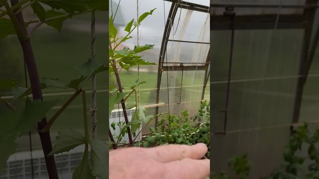 черенкование георгин прошёл месяц 23 апреля #теплица #дача #садоводничество #огород #уходзатеплицей