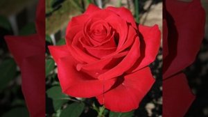 Андрей Шпехт лучшие хиты