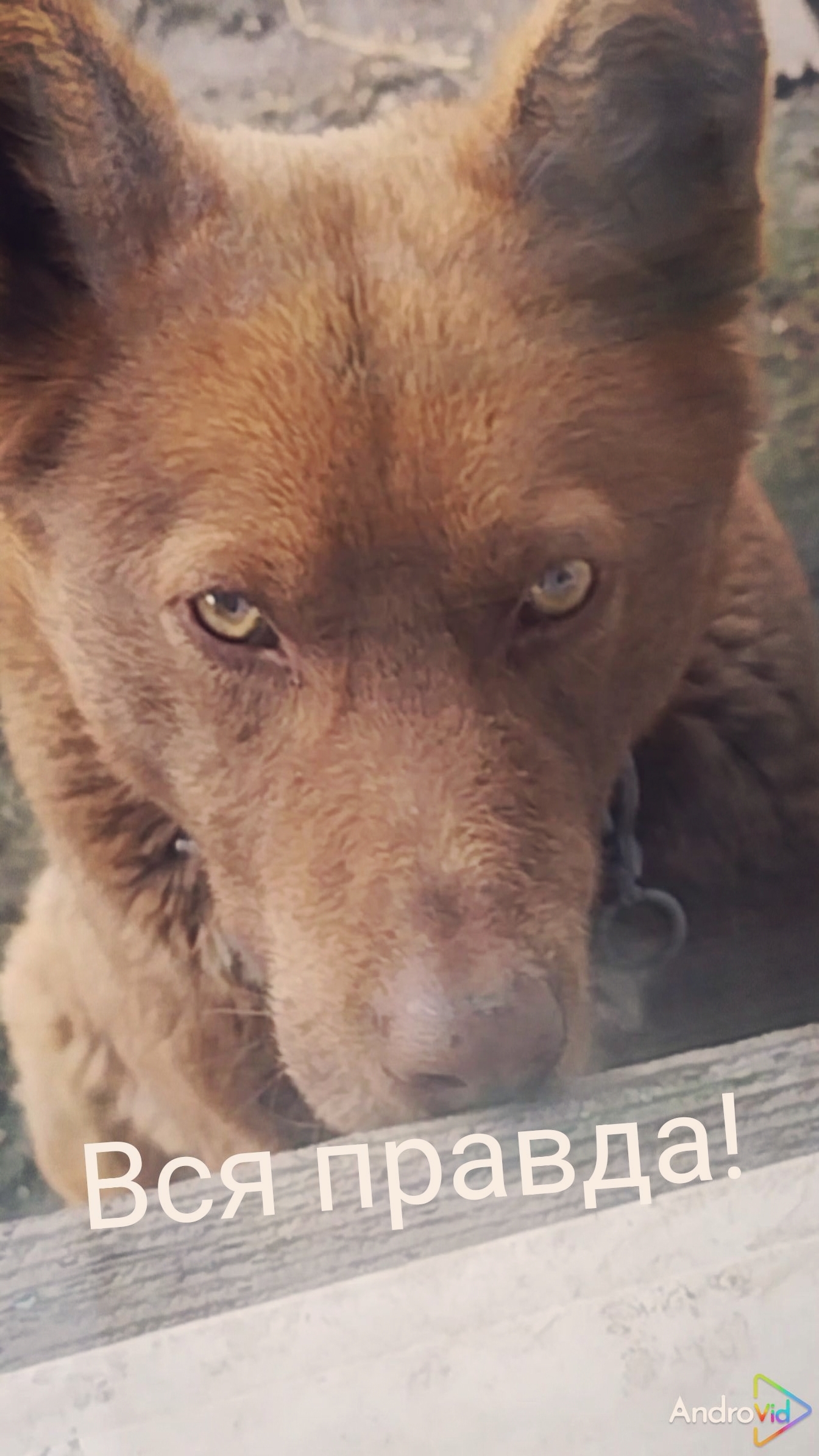 Правда о собаках. 23-04-2026