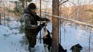 СОБОЛЯ В ГЛУХОЗИМЬЕ.УДАЧНАЯ ПРОВЕРКА КАПКАНОВ. НОЧУЮ В ЗИМОВЬЕ. #идилесом 29.01.26