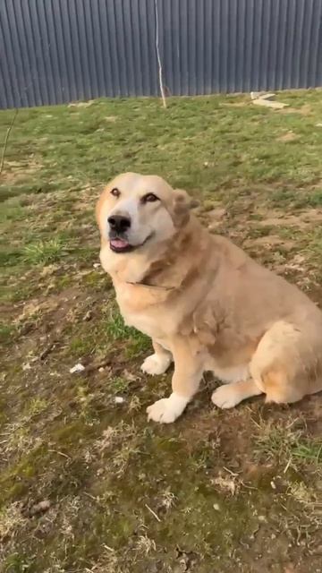 Забери 🏠 ласковую красавицу САО Селену 🌸❗Пост в описании🎥 #сао #собака #алабай #любовь #счастье