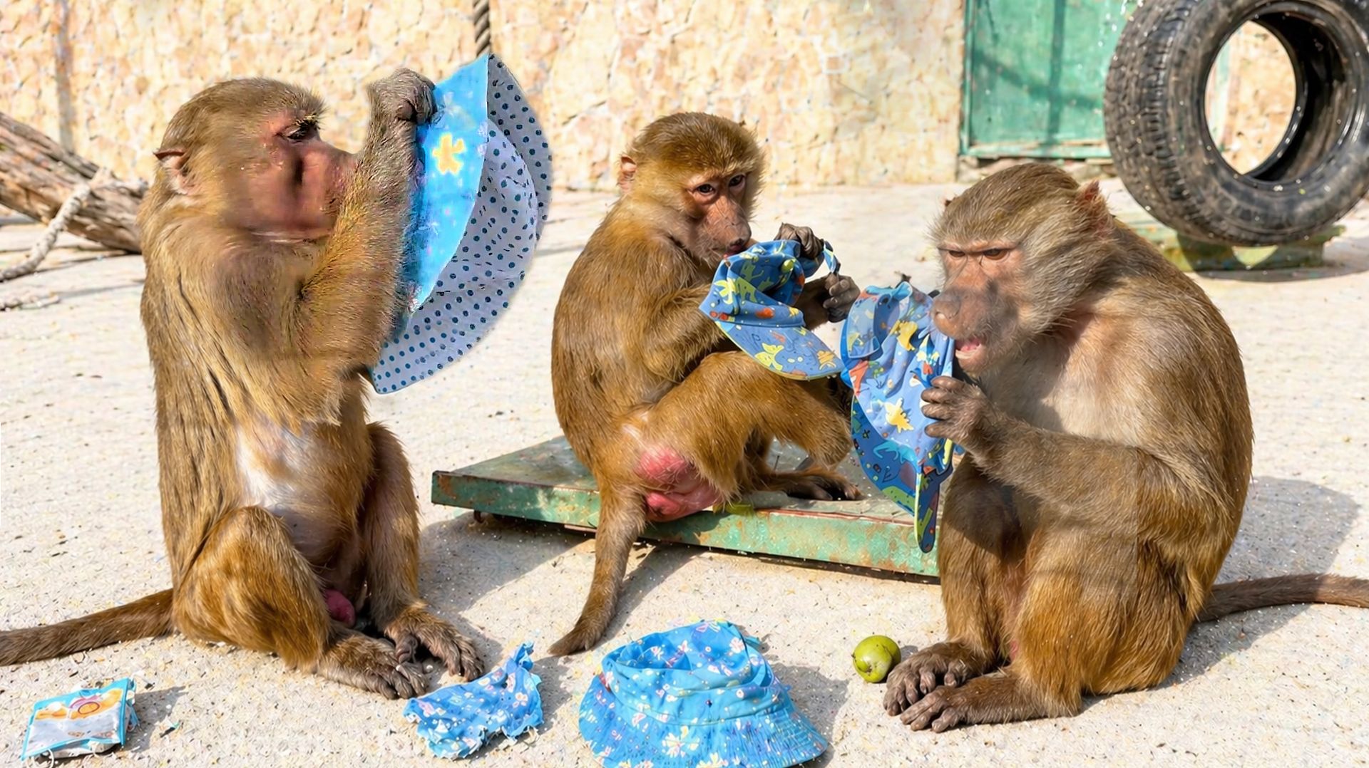 Мане не позволено брать панамки - Люся аж ПОВИСЛА НА ЕЕ ХВОСТЕ! Гонка за кепками! Весенний ПОКАЗ МОД