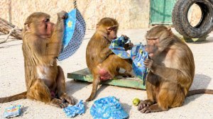 Мане не позволено брать панамки - Люся аж ПОВИСЛА НА ЕЕ ХВОСТЕ! Гонка за кепками! Весенний ПОКАЗ МОД