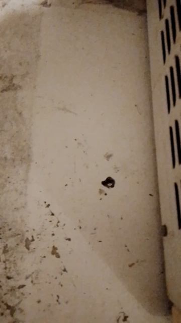 Подоконник в коммуналке. Помогите уехать! Сбер 5336690144598952